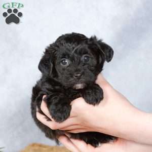 Donald, Yorkie Poo Puppy